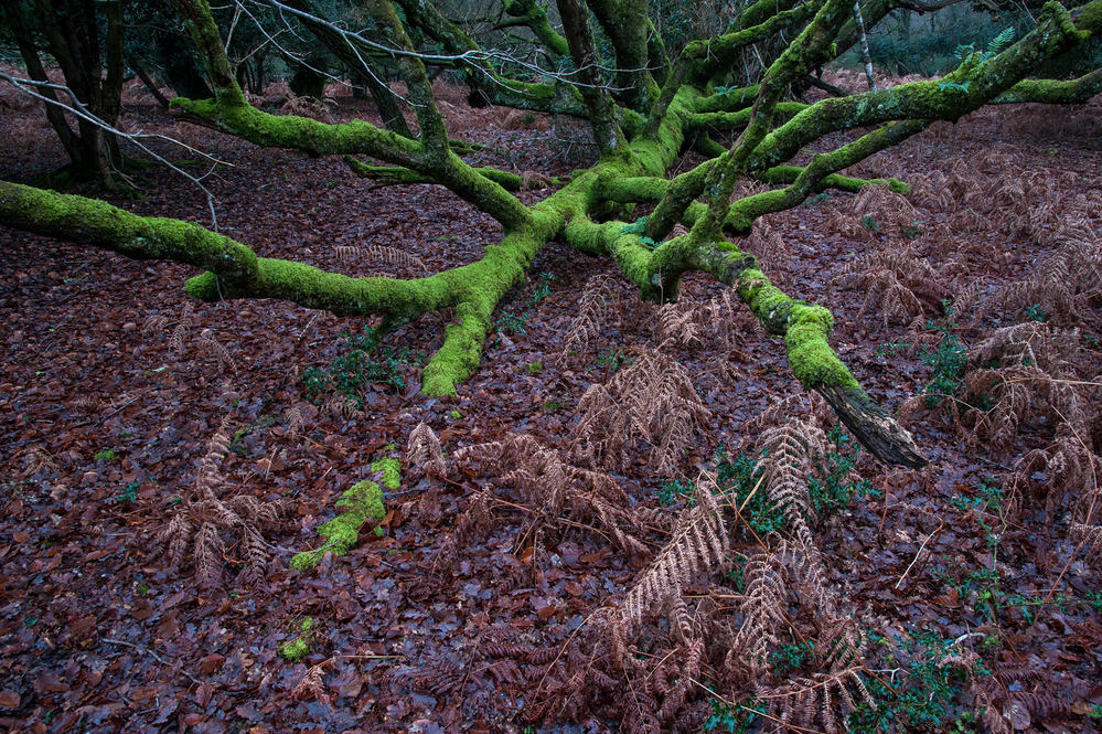 Winter Green Monster,  Bramshaw Wood